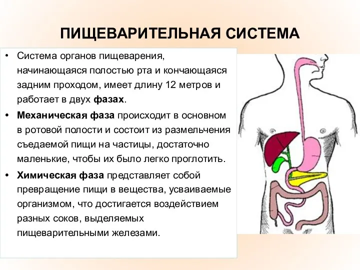 ПИЩЕВАРИТЕЛЬНАЯ СИСТЕМА Система органов пищеварения, начинающаяся полостью рта и кончающаяся задним