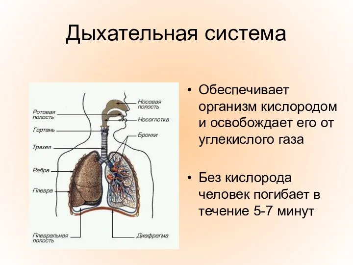 Дыхательная система Обеспечивает организм кислородом и освобождает его от углекислого газа