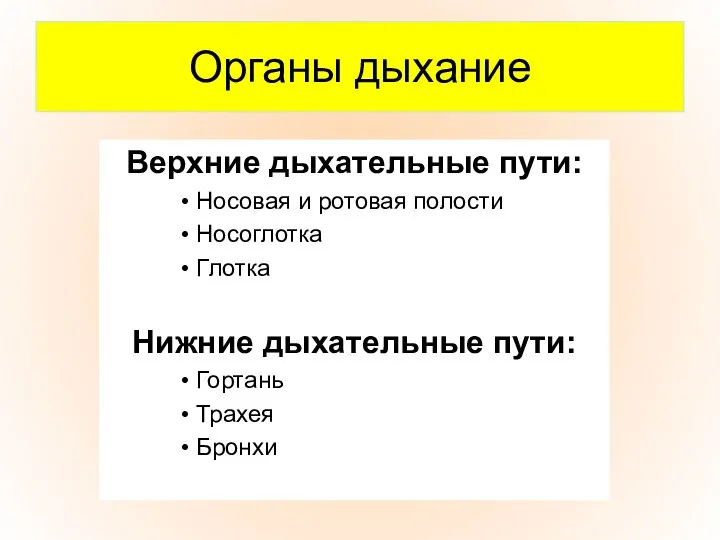 Органы дыхание Верхние дыхательные пути: Носовая и ротовая полости Носоглотка Глотка