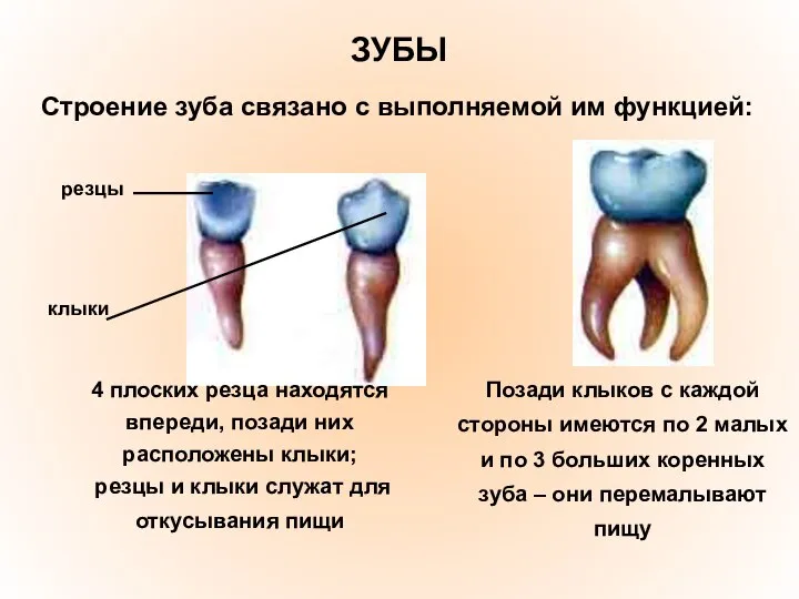 ЗУБЫ резцы клыки Строение зуба связано с выполняемой им функцией: 4