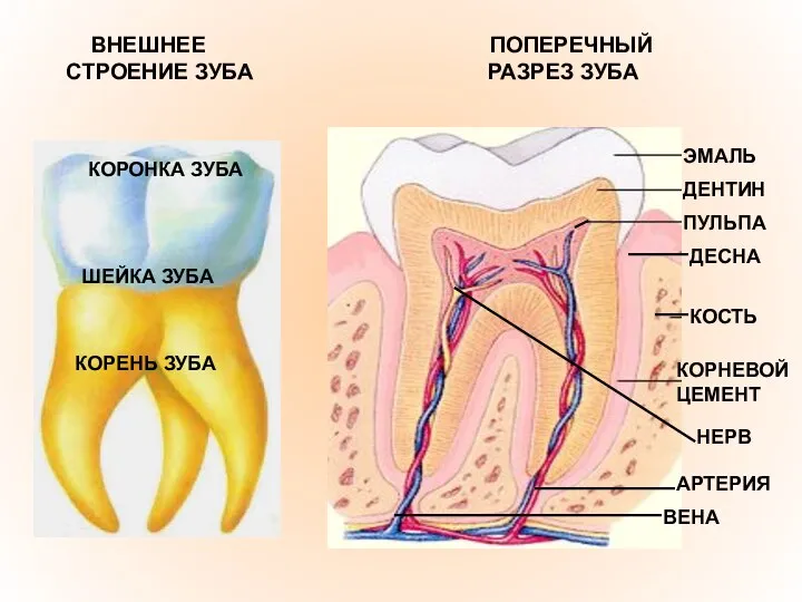 ВНЕШНЕЕ ПОПЕРЕЧНЫЙ СТРОЕНИЕ ЗУБА РАЗРЕЗ ЗУБА КОРОНКА ЗУБА ШЕЙКА ЗУБА КОРЕНЬ