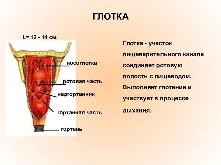 ГЛОТКА Глотка - участок пищеварительного канала соединяет ротовую полость с пищеводом.