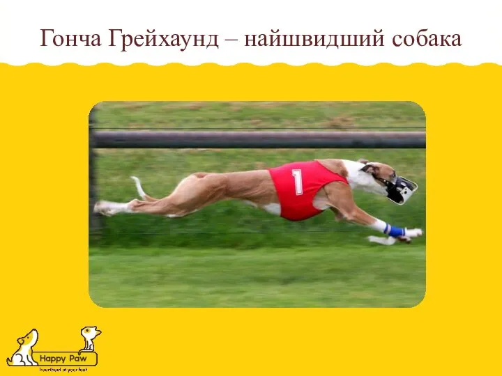 Гонча Грейхаунд – найшвидший собака