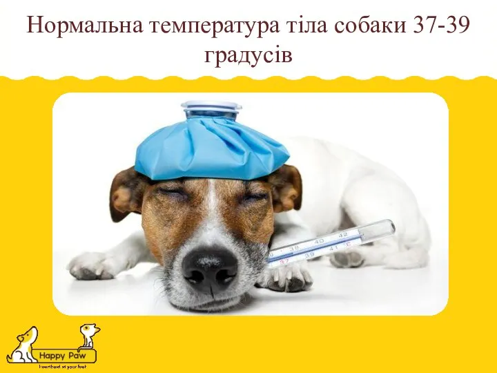 Нормальна температура тіла собаки 37-39 градусів