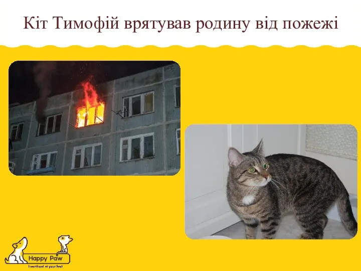 Кіт Тимофій врятував родину від пожежі