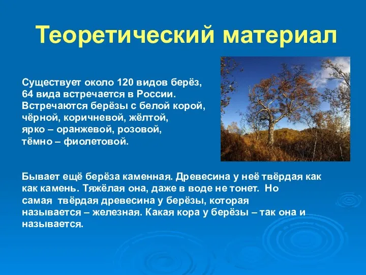 Теоретический материал Существует около 120 видов берёз, 64 вида встречается в