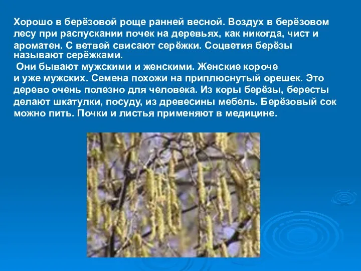 Хорошо в берёзовой роще ранней весной. Воздух в берёзовом лесу при