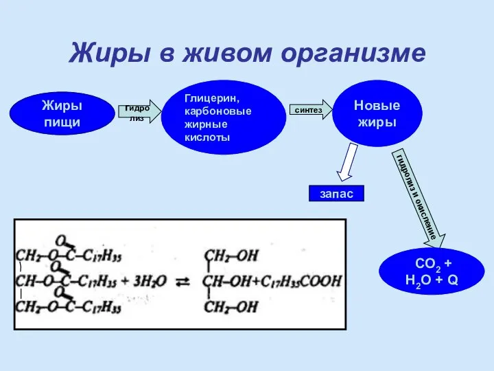 Жиры пищи Глицерин, карбоновые жирные кислоты Новые жиры гидролиз синтез гидролиз