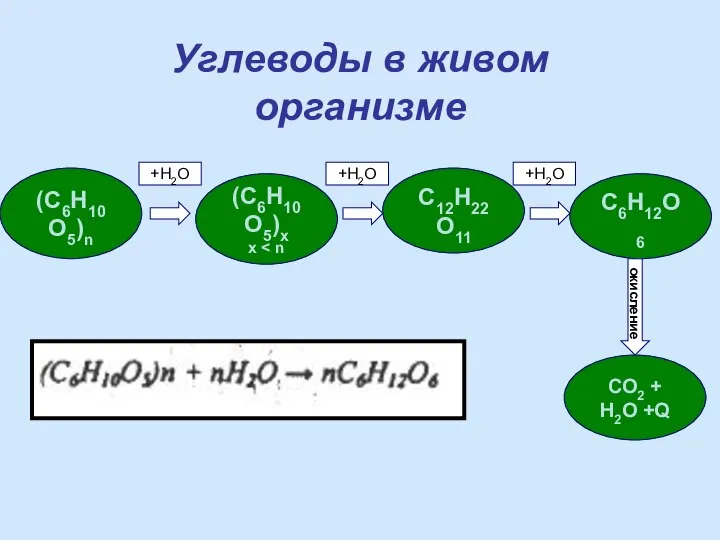 (С6Н10О5)n (C6H10O5)x x C12H22O11 C6H12O6 СО2 + Н2О +Q +H2O +H2O