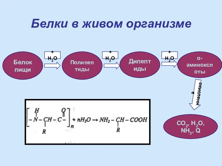 Белки в живом организме Белок пищи Полипептиды Дипептиды α-аминокслоты СО2, Н2О,