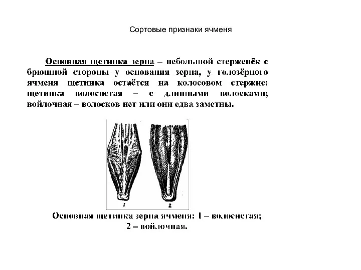 Сортовые признаки ячменя