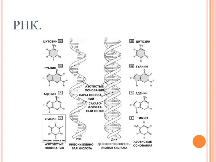 РНК.