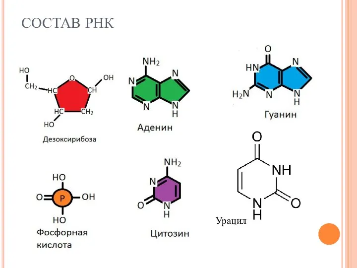 СОСТАВ РНК Урацил