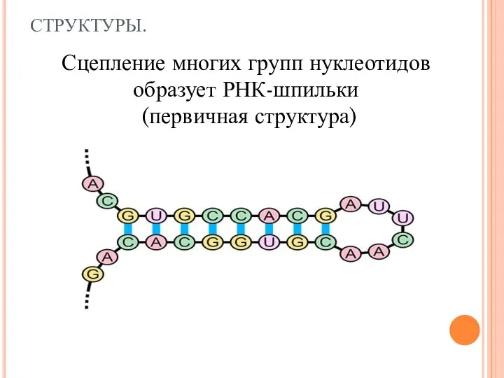СТРУКТУРЫ. Сцепление многих групп нуклеотидов образует РНК-шпильки (первичная структура)