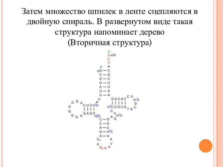 Затем множество шпилек в ленте сцепляются в двойную спираль. В развернутом