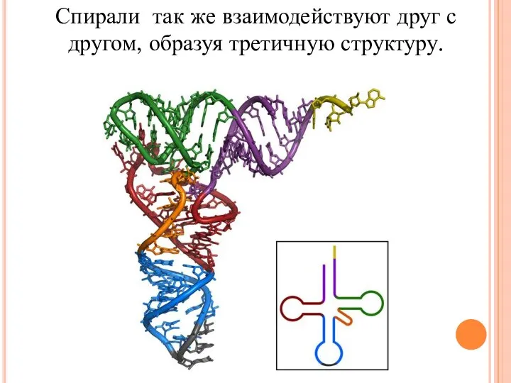 Спирали так же взаимодействуют друг с другом, образуя третичную структуру.