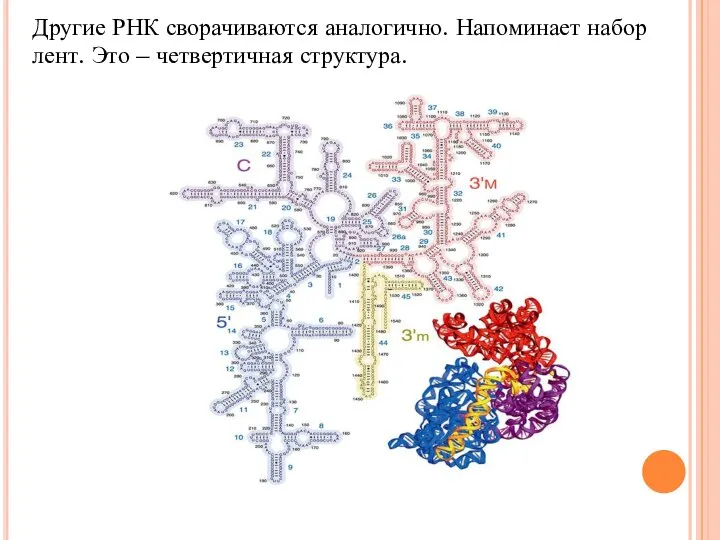 Другие РНК сворачиваются аналогично. Напоминает набор лент. Это – четвертичная структура.