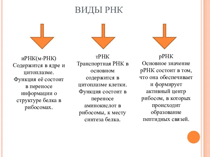 ВИДЫ РНК иРНК(м-РНК) Содержится в ядре и цитоплазме. Функция её состоит