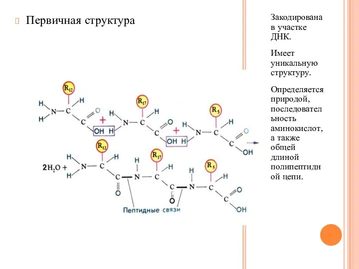 Закодирована в участке ДНК. Имеет уникальную структуру. Определяется природой, последовательность аминокислот,