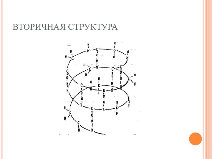 ВТОРИЧНАЯ СТРУКТУРА