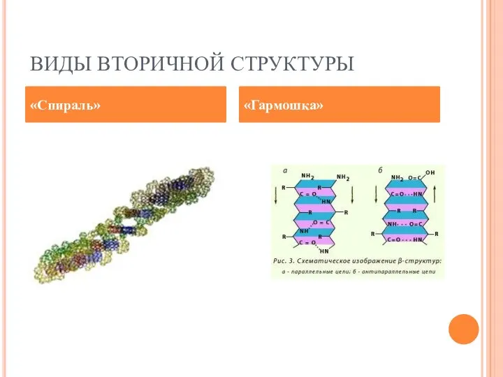 ВИДЫ ВТОРИЧНОЙ СТРУКТУРЫ «Спираль» «Гармошка»