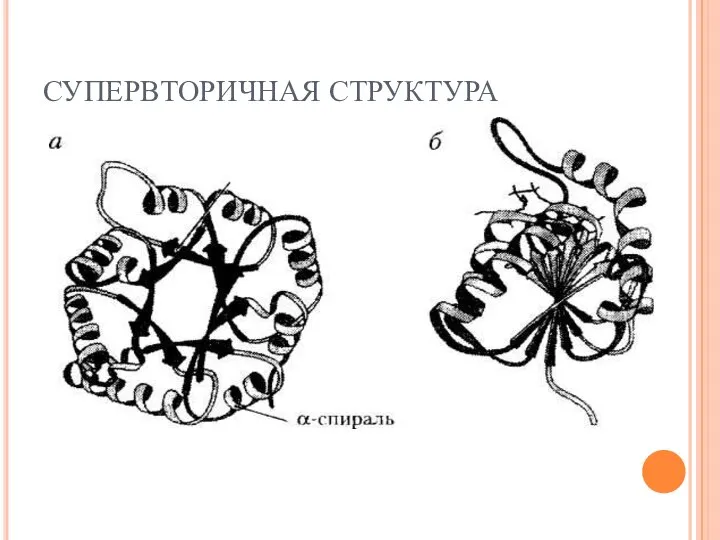 СУПЕРВТОРИЧНАЯ СТРУКТУРА