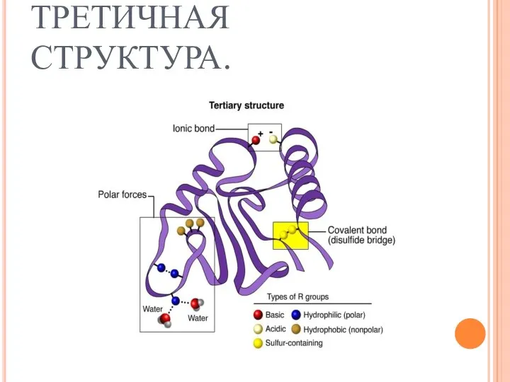 ТРЕТИЧНАЯ СТРУКТУРА.