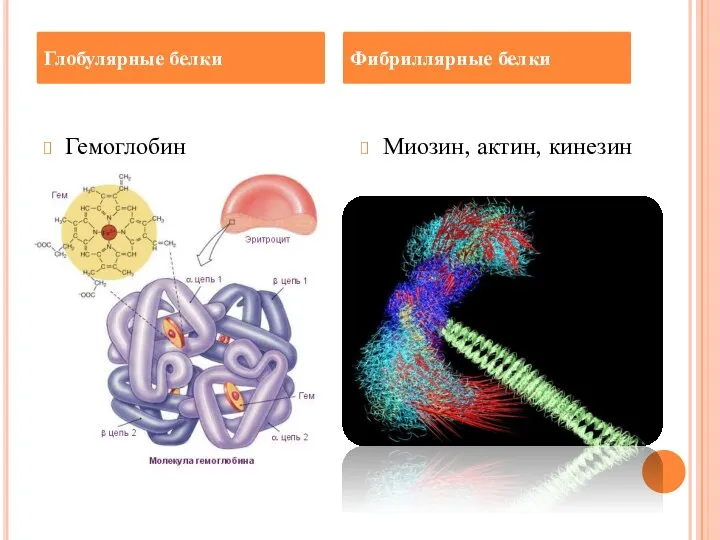Гемоглобин Миозин, актин, кинезин Глобулярные белки Фибриллярные белки