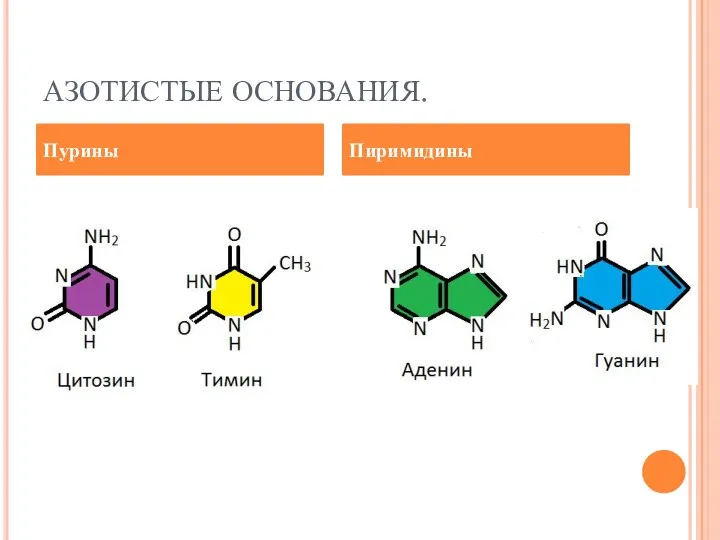 АЗОТИСТЫЕ ОСНОВАНИЯ. Пурины Пиримидины