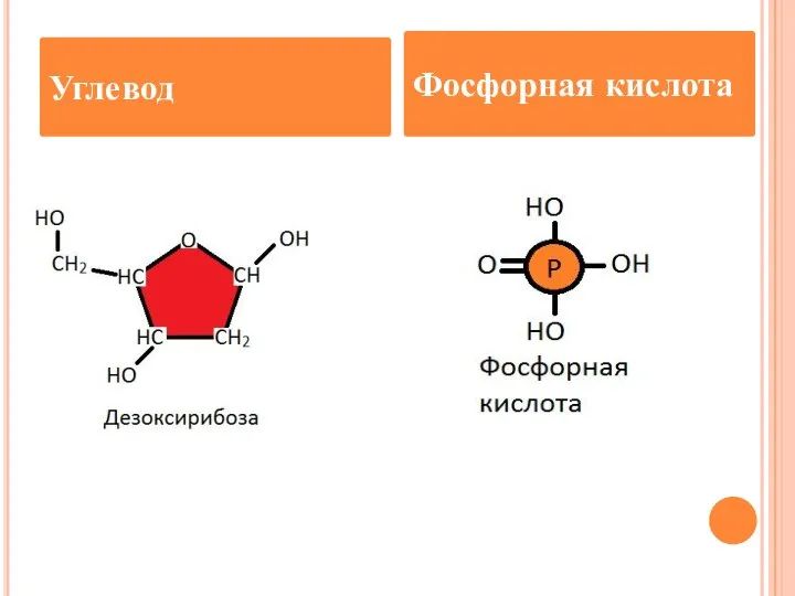 Углевод Фосфорная кислота