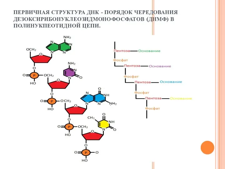 ПЕРВИЧНАЯ СТРУКТУРА ДНК - ПОРЯДОК ЧЕРЕДОВАНИЯ ДЕЗОКСИРИБОНУКЛЕОЗИДМОНОФОСФАТОВ (ДНМФ) В ПОЛИНУКПЕОТИДНОЙ ЦЕПИ.