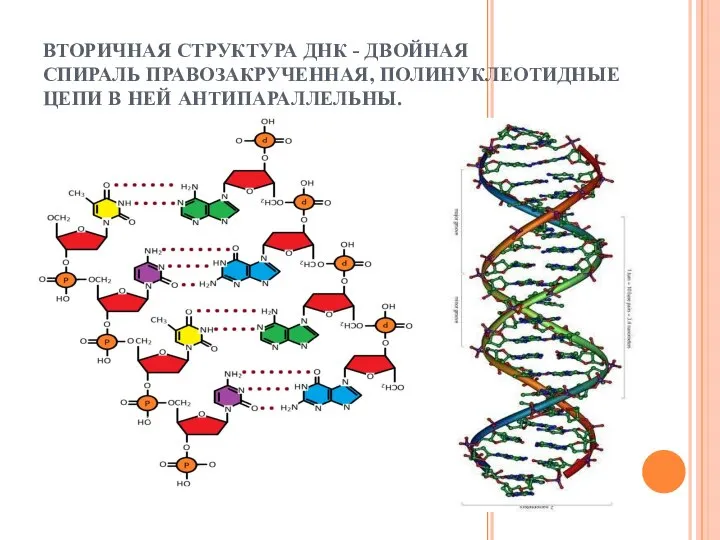 ВТОРИЧНАЯ СТРУКТУРА ДНК - ДВОЙНАЯ СПИРАЛЬ ПРАВОЗАКРУЧЕННАЯ, ПОЛИНУКЛЕОТИДНЫЕ ЦЕПИ В НЕЙ АНТИПАРАЛЛЕЛЬНЫ.