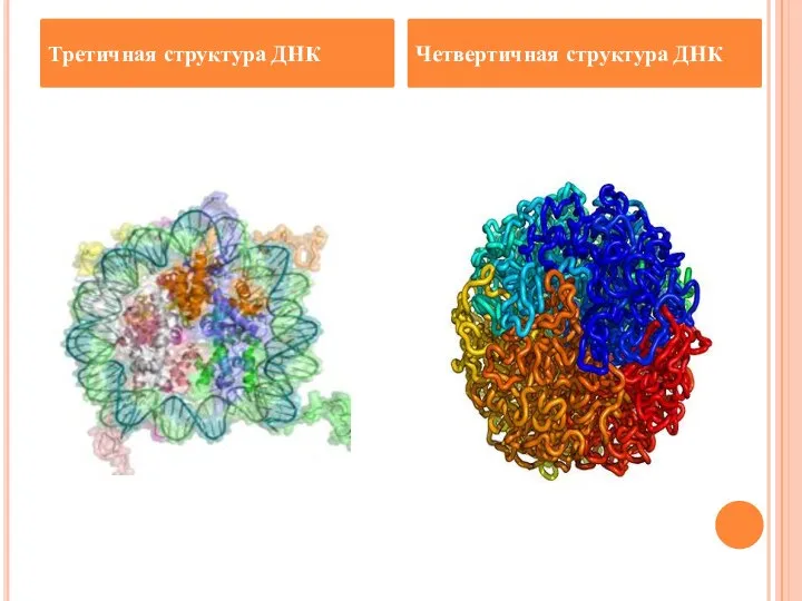 Третичная структура ДНК Четвертичная структура ДНК