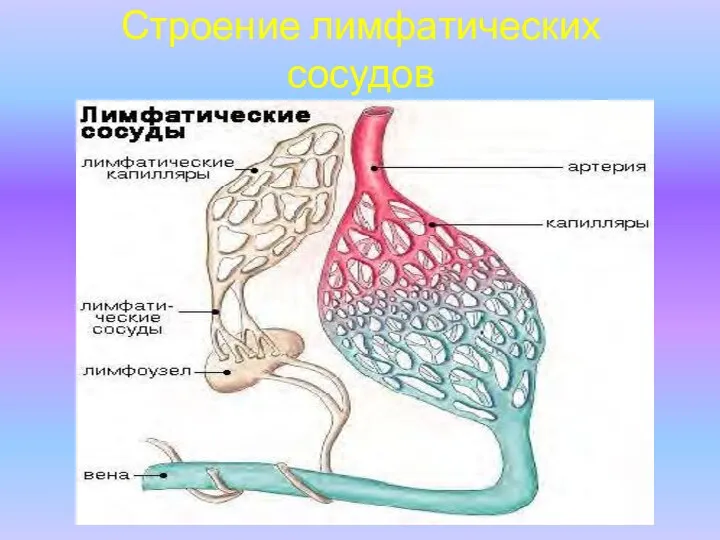 Строение лимфатических сосудов