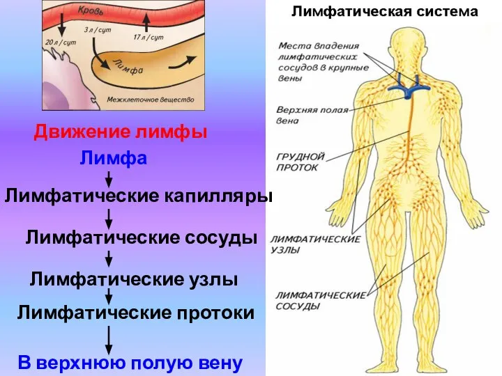 Лимфатические капилляры Лимфатические сосуды Лимфатические узлы Лимфатические протоки Лимфа В верхнюю полую вену Движение лимфы