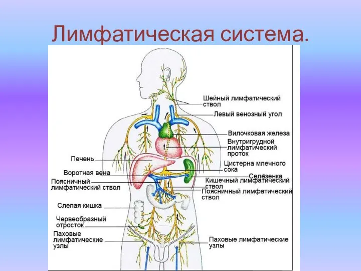 Лимфатическая система.