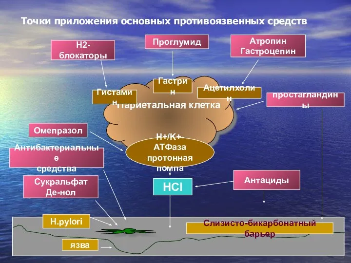 Точки приложения основных противоязвенных средств Париетальная клетка Н+/K+-АТФаза протонная помпа Гистамин