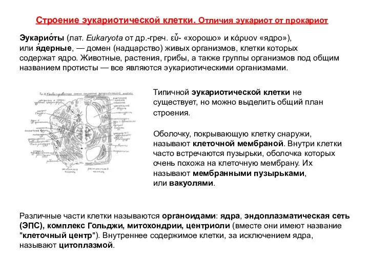 Строение эукариотической клетки. Отличия эукариот от прокариот Типичной эукариотической клетки не