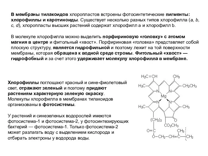 В мембраны тилакоидов хлоропластов встроены фотосинтетические пигменты: хлорофиллы и каротиноиды. Существует