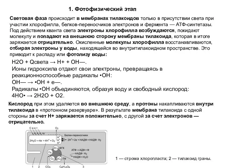 Световая фаза происходит в мембранах тилакоидов только в присутствии света при