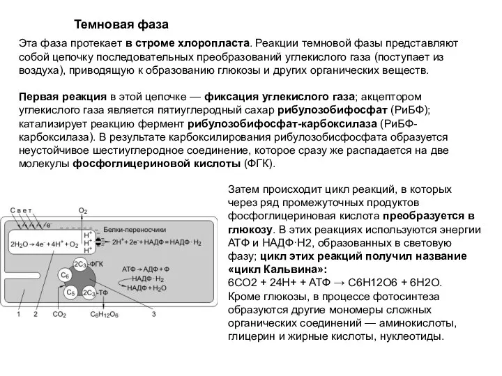 Эта фаза протекает в строме хлоропласта. Реакции темновой фазы представляют собой