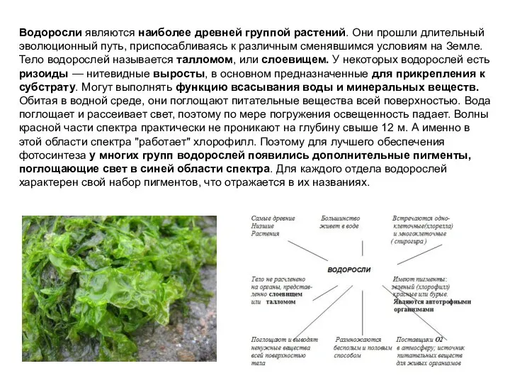 Водоросли являются наиболее древней группой растений. Они прошли длительный эволюционный путь,