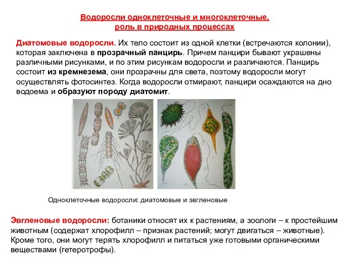 Одноклеточные водоросли: диатомовые и эвгленовые Диатомовые водоросли. Их тело состоит из