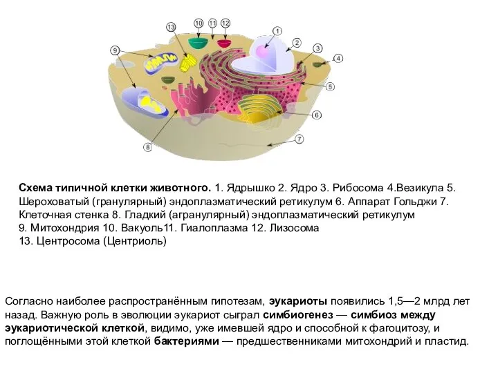 Схема типичной клетки животного. 1. Ядрышко 2. Ядро 3. Рибосома 4.Везикула