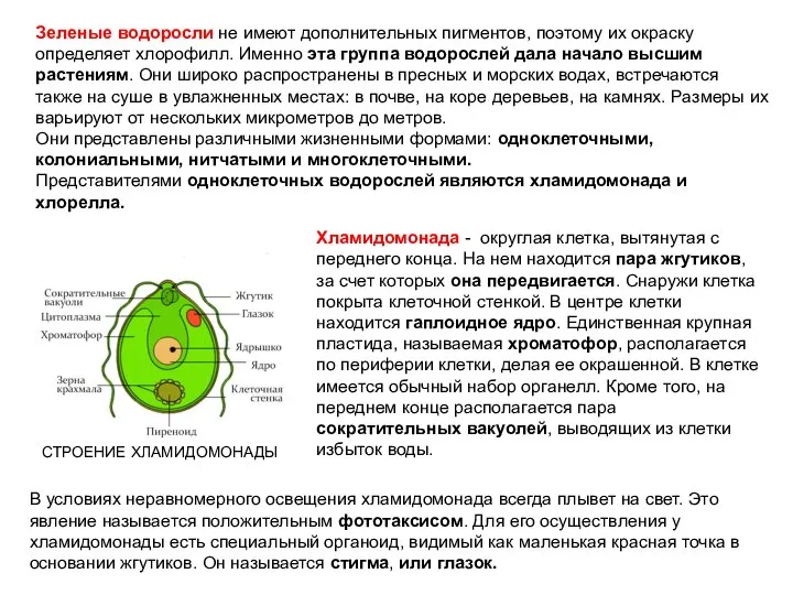 Зеленые водоросли не имеют дополнительных пигментов, поэтому их окраску определяет хлорофилл.