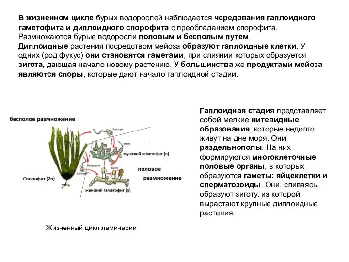 В жизненном цикле бурых водорослей наблюдается чередования гаплоидного гаметофита и диплоидного