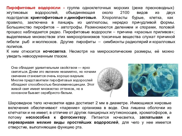 Пирофитовые водоросли - группа одноклеточных морских (реже пресноводных) жгутиковых водорослей, объединяющая