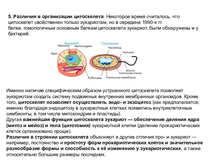 5. Различия в организации цитоскелета. Некоторое время считалось, что цитоскелет свойственен