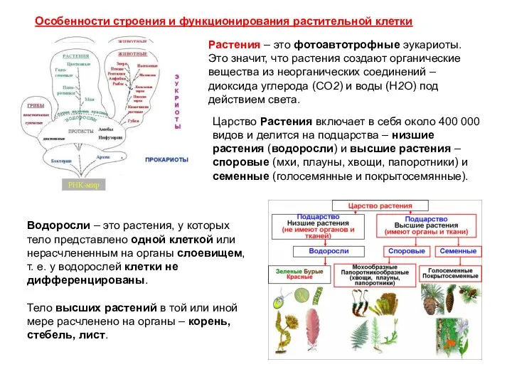 Растения – это фотоавтотрофные эукариоты. Это значит, что растения создают органические