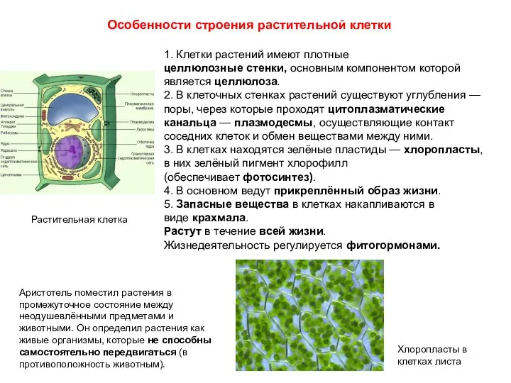 1. Клетки растений имеют плотные целлюлозные стенки, основным компонентом которой является